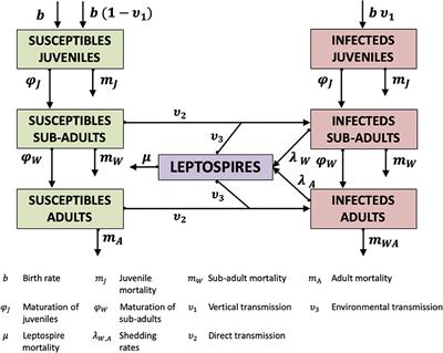 Optimal Control of Rat-Borne Leptospirosis in an Urban Environment
